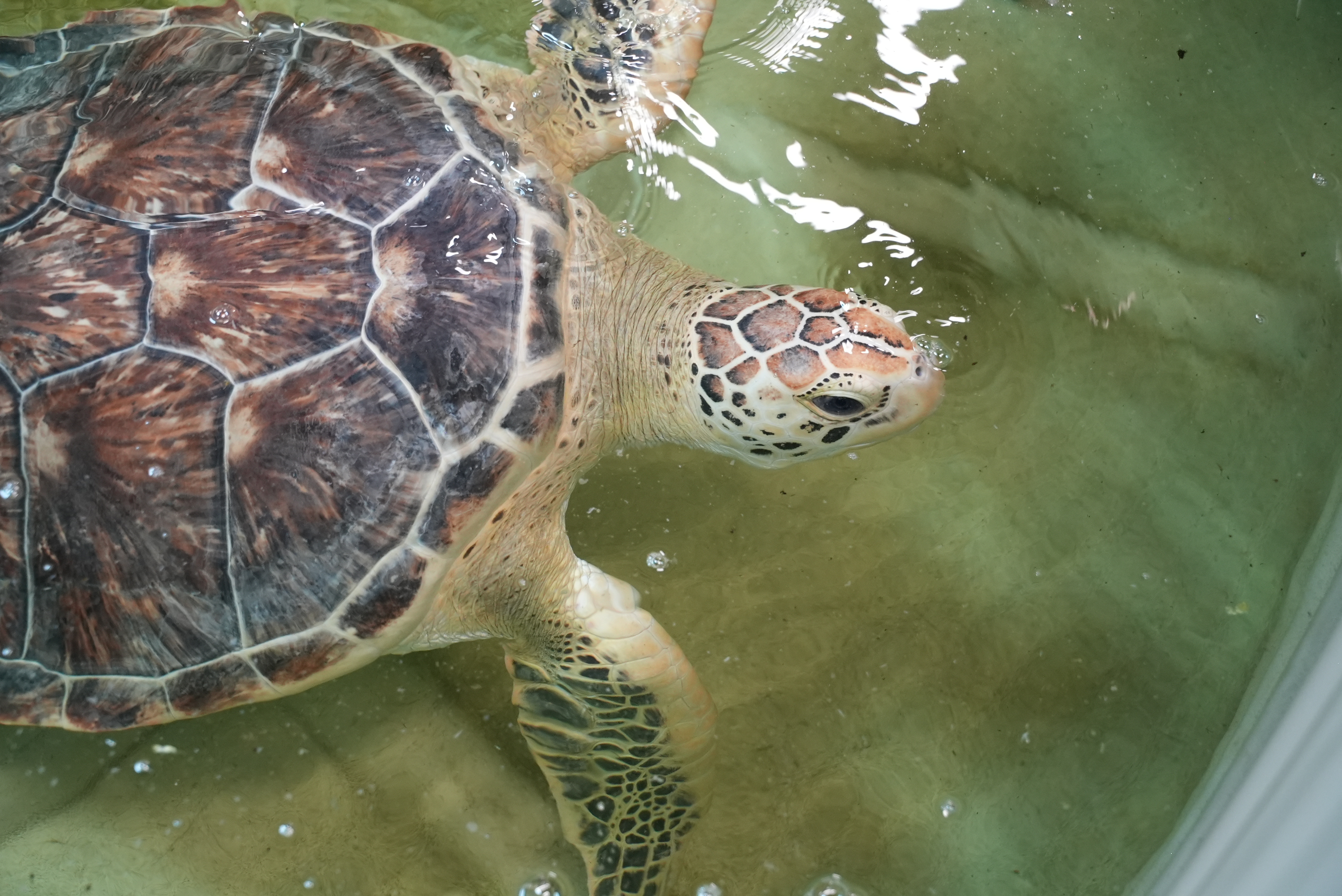 LNP to deliver world-class turtle rehabilitation centre on Green Island